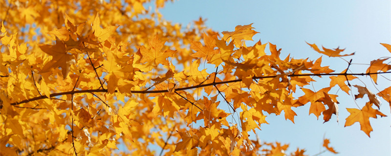 黄金枫的养殖方法和注意事项 黄金枫的养殖方法和注意事项怎么买黄金枫