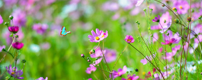 格桑花和波斯菊的区别（格桑花和波斯菊的区别图片）