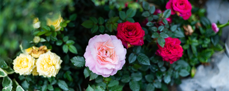 月季花语是什么（月季花语是什么象征）