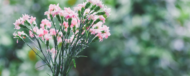 教师节送花送什么花 教师节送花送什么花束