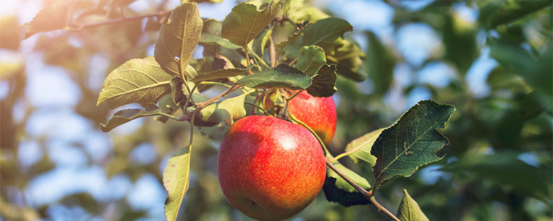 小果树施什么肥长的快（小果树苗施什么肥）