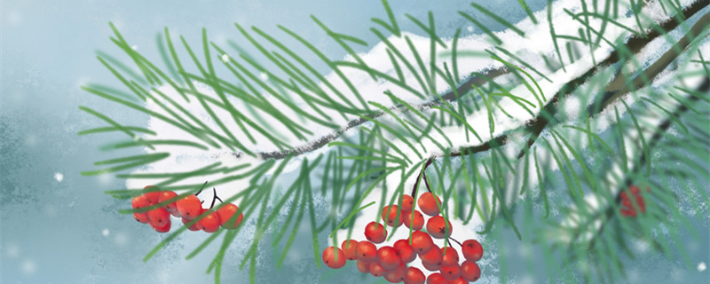 红豆杉的养殖方法 红豆杉的养殖方法和修剪