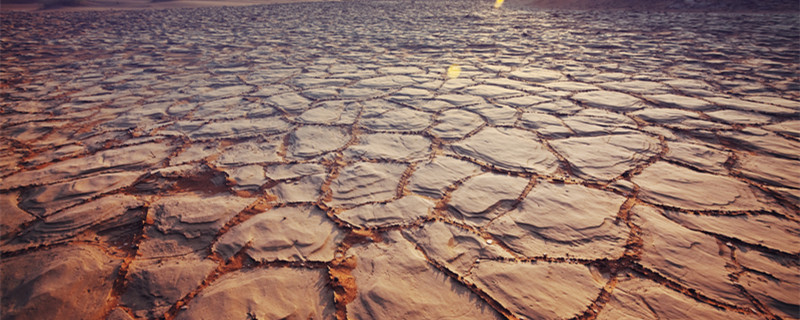 沙土适合种植什么植物 沙土适宜种植的植物