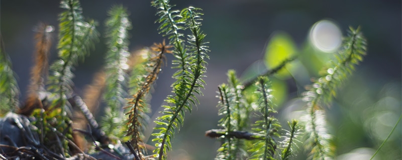 石松是什么植物 石松是什么植物?