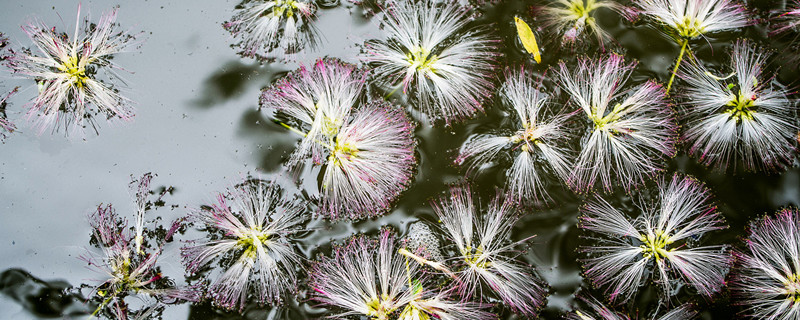 合欢树和芙蓉树的区别（芙蓉树是合欢树吗）