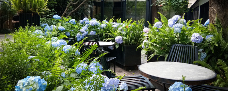 大花蕙兰开过花后还能再开吗（开过花的大花蕙兰还能开花吗）