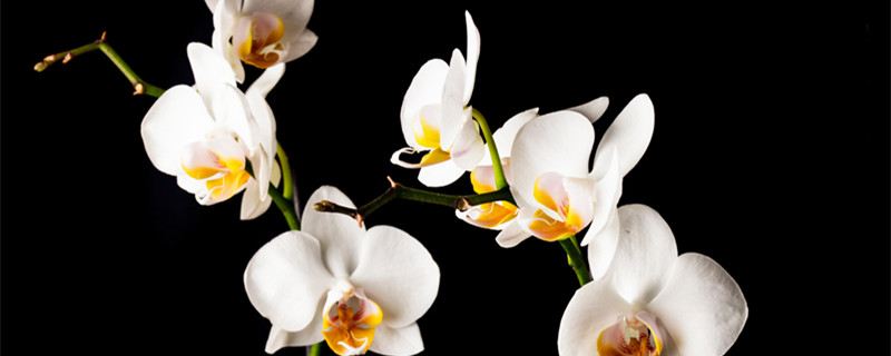 建兰的养殖方法和注意事项 建兰的养殖方法和注意事项大全