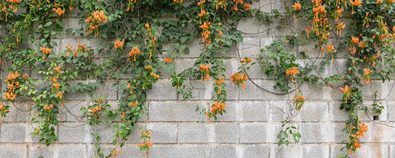 炮仗花怎么养（炮仗花怎么养?）