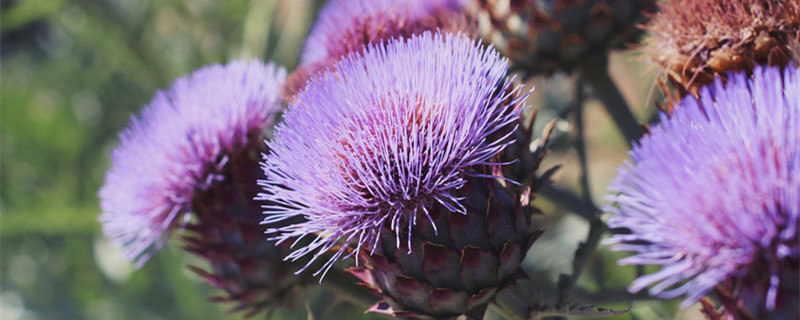 藿香蓟的养殖方法和注意事项 藿香蓟的种植方法