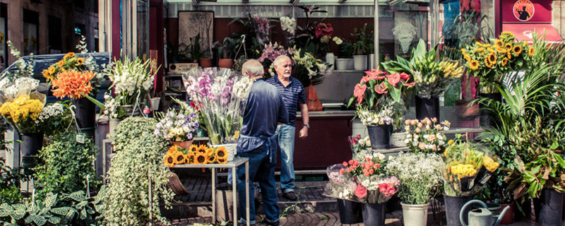 虎皮兰叶子干瘪怎么办（虎皮兰有一片叶子干瘪怎么办）