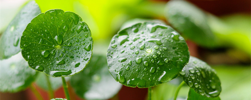 铜钱草怎么修剪 铜钱草怎么修剪才好看