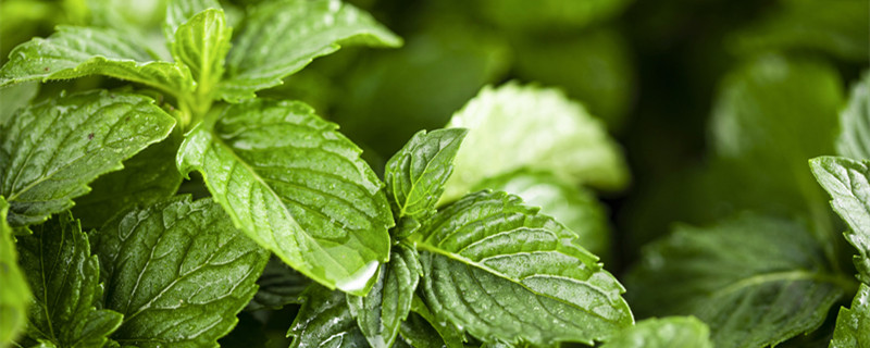 薄荷的种植方法 薄荷的种植方法功效与作用
