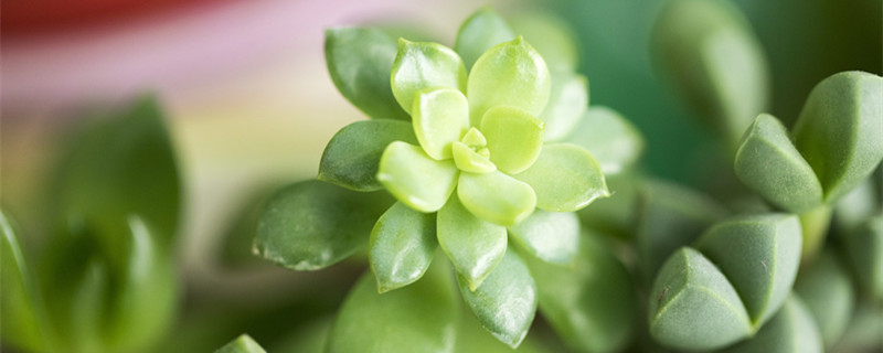 观音莲的养殖方法（新品观音莲的养殖方法）