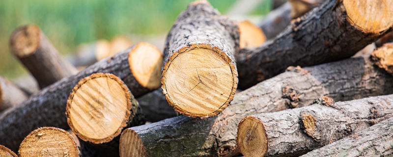 树的年轮较疏的一边是 树的年轮较疏的一边是什么方向