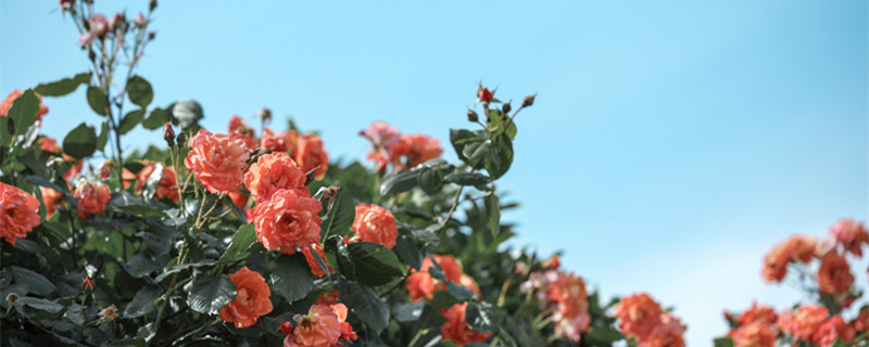 月季花什么时候开放（月季花什么时候开放比喻句）