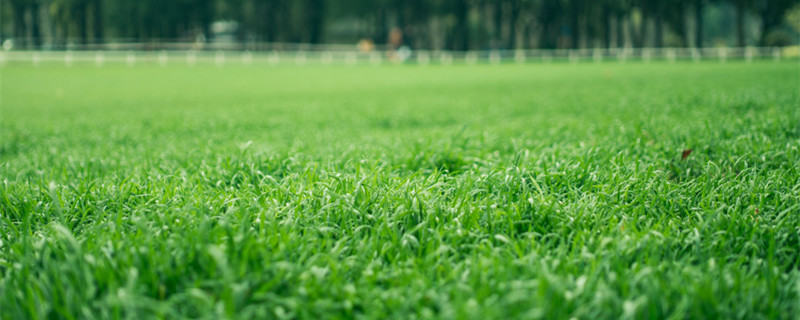 地肤草播种方法（地肤草种子种植方法）