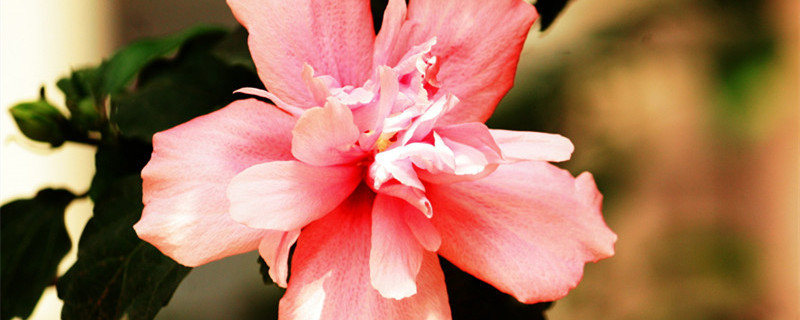 扶桑花能暴晒吗 扶桑花几度可以放室外