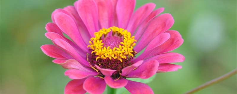 百日草种子种植方法和时间(百日草花种子的种植方法)