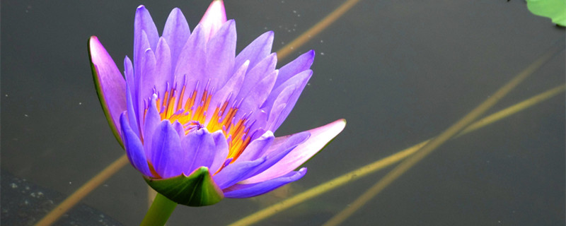 紫睡莲怎么养 紫色睡莲适合在家里养吗