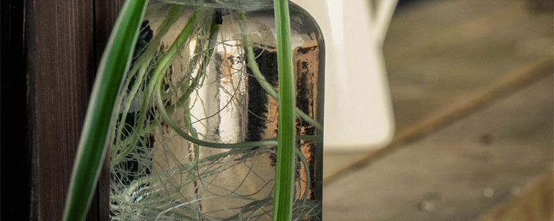 快速生根粉的使用方法（快速生根粉怎么弄）