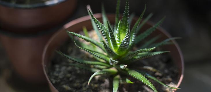 芦荟的养殖方法和注意事项（芦荟的养殖方法和注意事项:忌太阳直射）