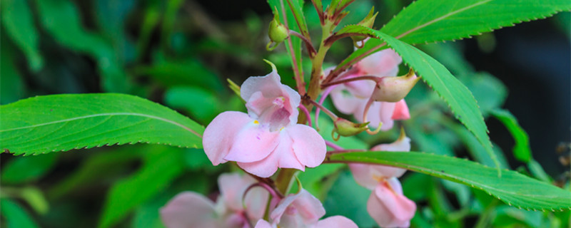 凤仙花怎么传播种子（凤仙花怎么传播种子的方法二年级）