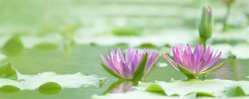 睡莲水养一般能养多久（睡莲可以水养多久）