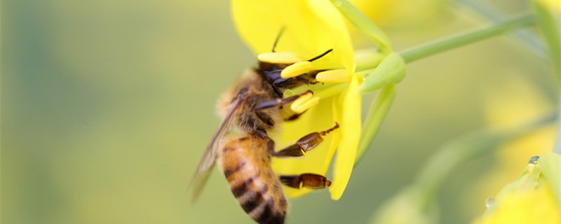 蜜蜂兰的养殖方法和注意事项 蜜蜂兰的养殖技术和繁殖方法