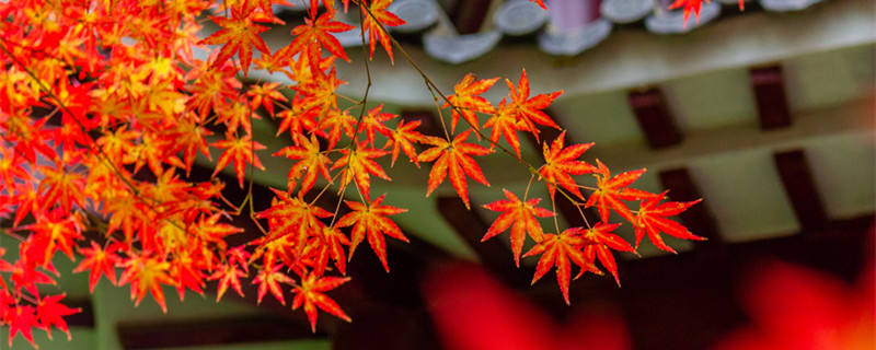 红枫树的寓意和象征 红枫树的寓意和象征枫叶配字
