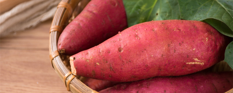 红薯藤怎么插（红薯藤怎么插,多远一颗）