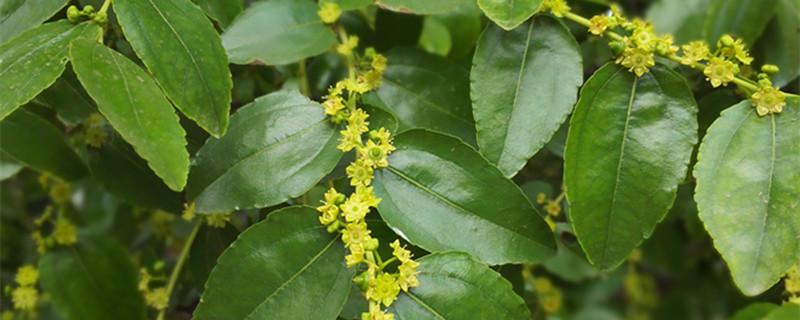 枣树怎么种植(枣树怎么种植方法)