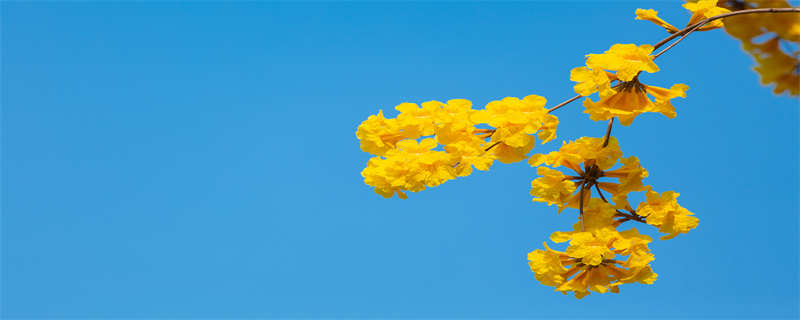 风铃的寓意和象征 日本风铃的寓意和象征