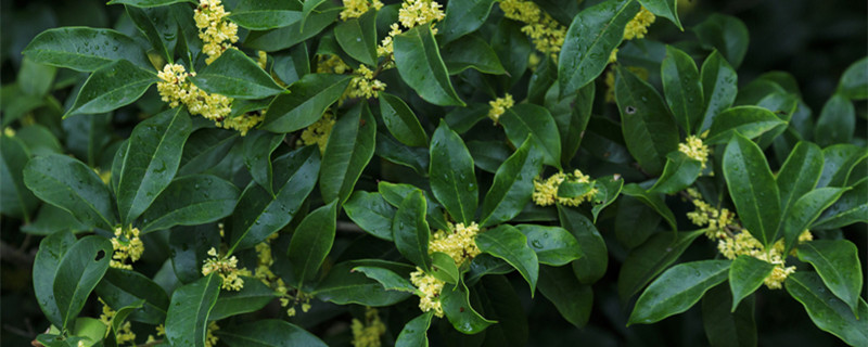桂花的花语 桂花的花语和象征以及桂花的性格
