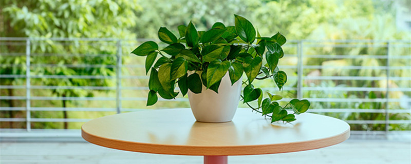 吉利红如何爆盆（吉利红盆栽怎么养叶子才会红）