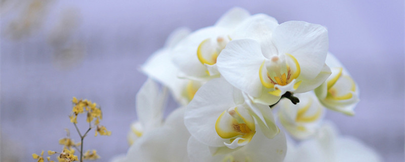 白兰花用深盆还是浅盆 白兰花用高盆还是矮盆好