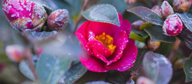 山茶花的养殖方法（香妃山茶花的养殖方法）