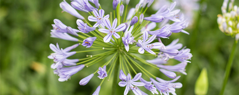 硕葱花适合种在北方吗（葱容易种吗）