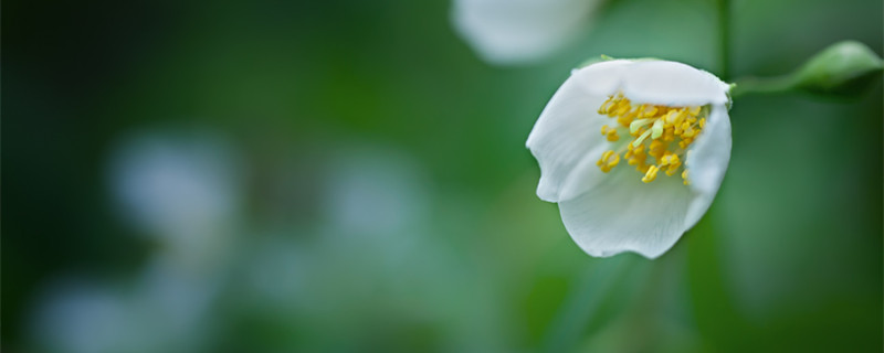 茉莉花冬天会冻死吗（茉莉花冬天会被冻死吗）