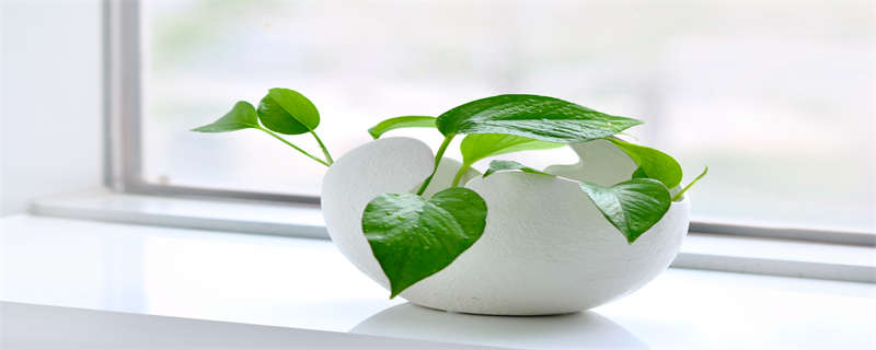 红钻花的养殖方法和注意事项（红钻花的养殖方法图片）