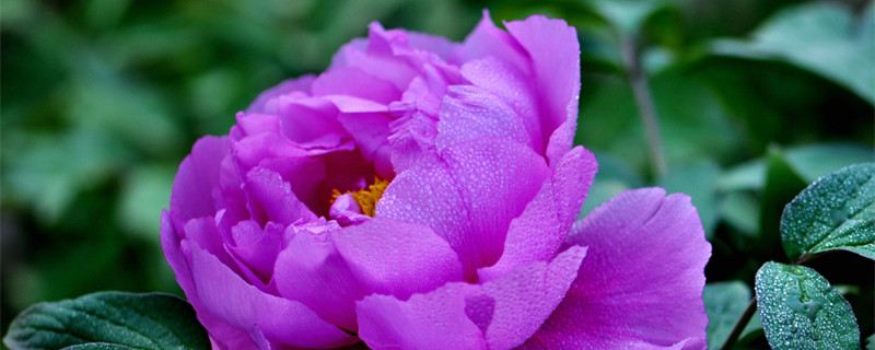 牡丹花寓意（牡丹花寓意代表什么意思）