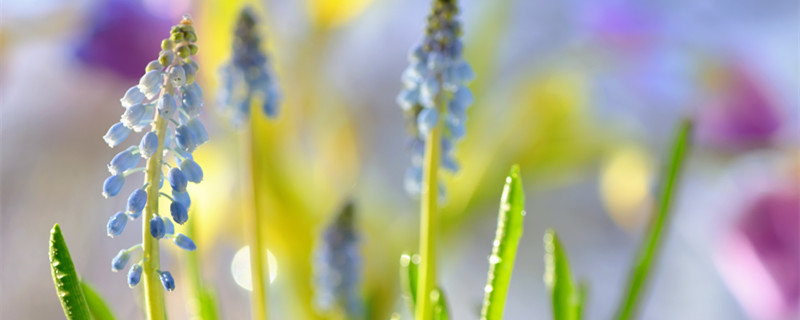 风信子的养殖方法和注意事项（风信子风信子养殖方法教程）