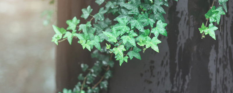 如何培育花叶常春藤（开花常春藤的养殖方法）