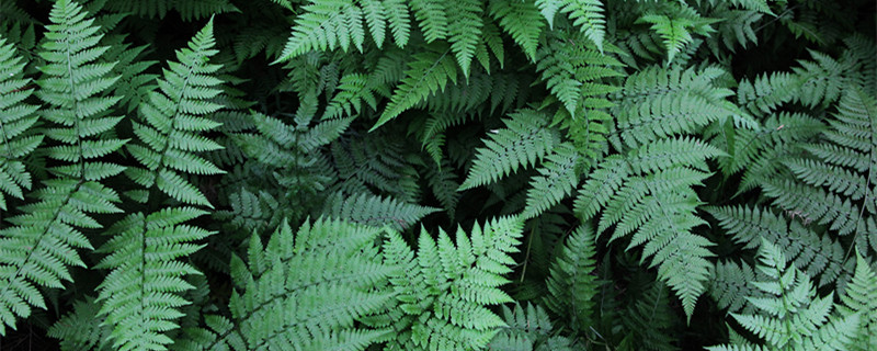 含羞草为什么会合拢(含羞草为什么会合拢的原因)