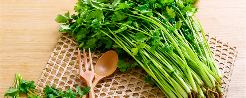 香菜怎么种 香菜怎么种出的快