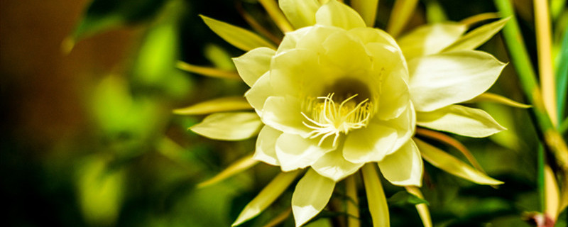 假昙花和蟹爪兰的区别 昙花是蟹爪兰吗