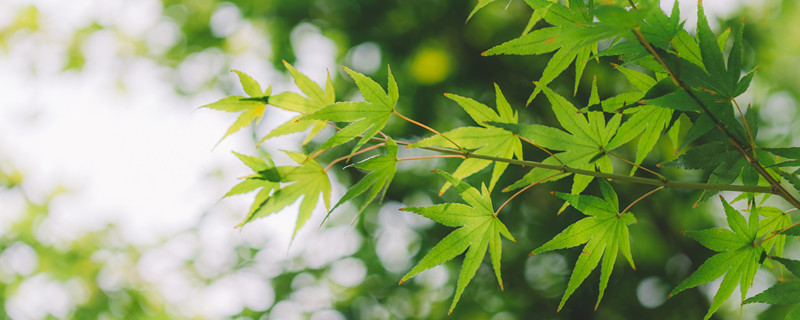 叶片下表皮是哪一面 叶片下表皮是哪里