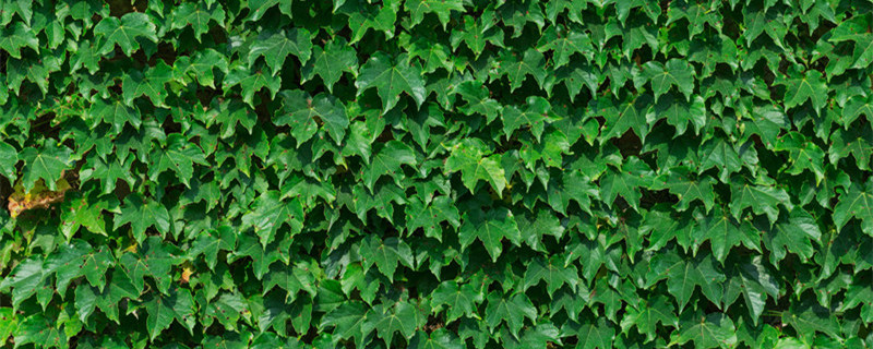 玻璃阳光房能爬的植物（玻璃阳光房爬顶植物）