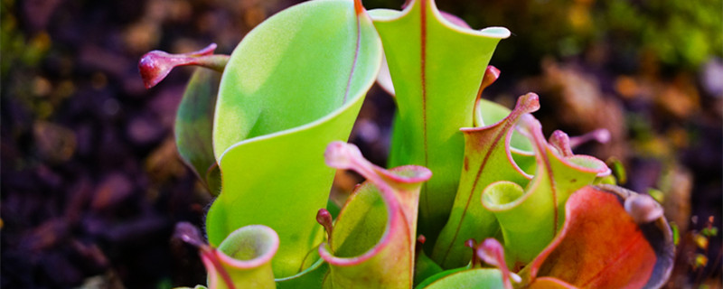 驱蚊的植物 驱蚊的植物花草