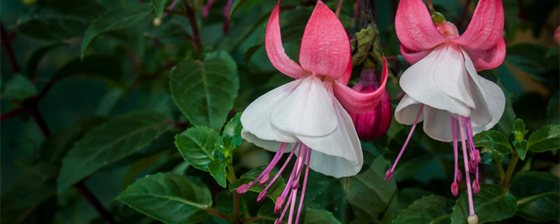 灯笼花怎么养（灯笼花怎么养护）