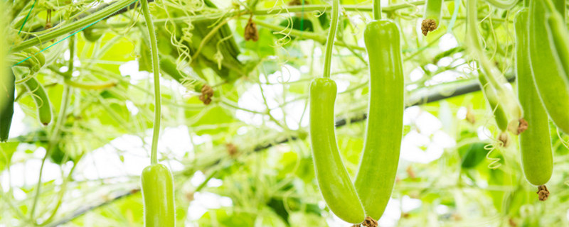 西葫芦开花期间的管理 西葫芦开花结果期管理